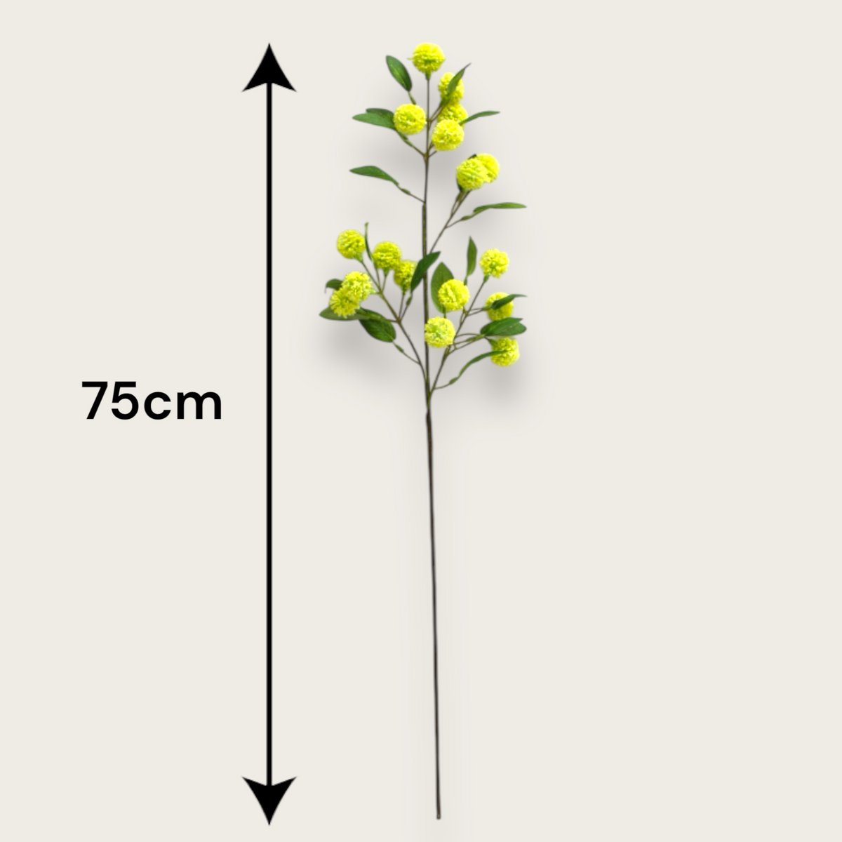 Passiflora edulis | Zijden bloem