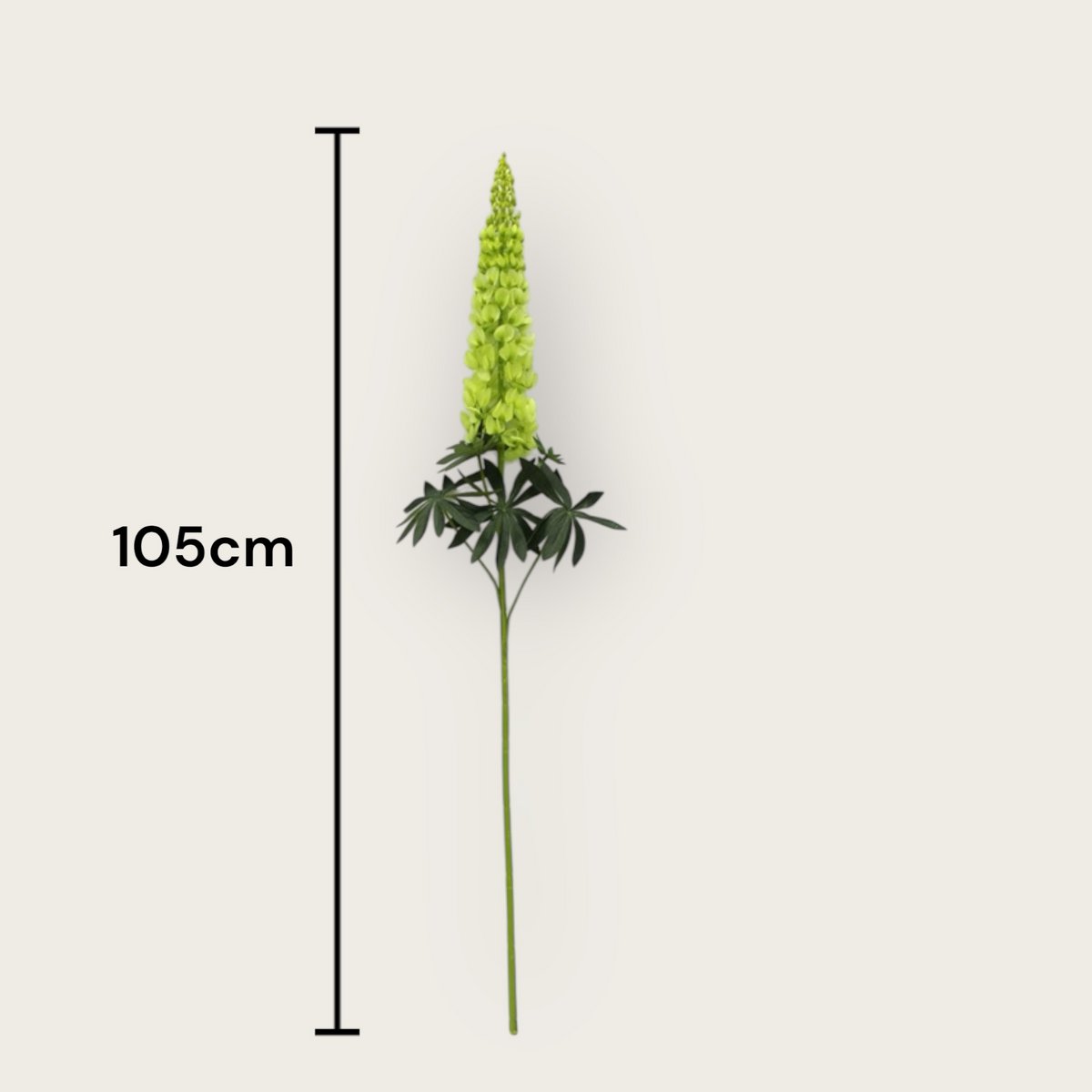 Lupinus Micranthus | Zijden bloem