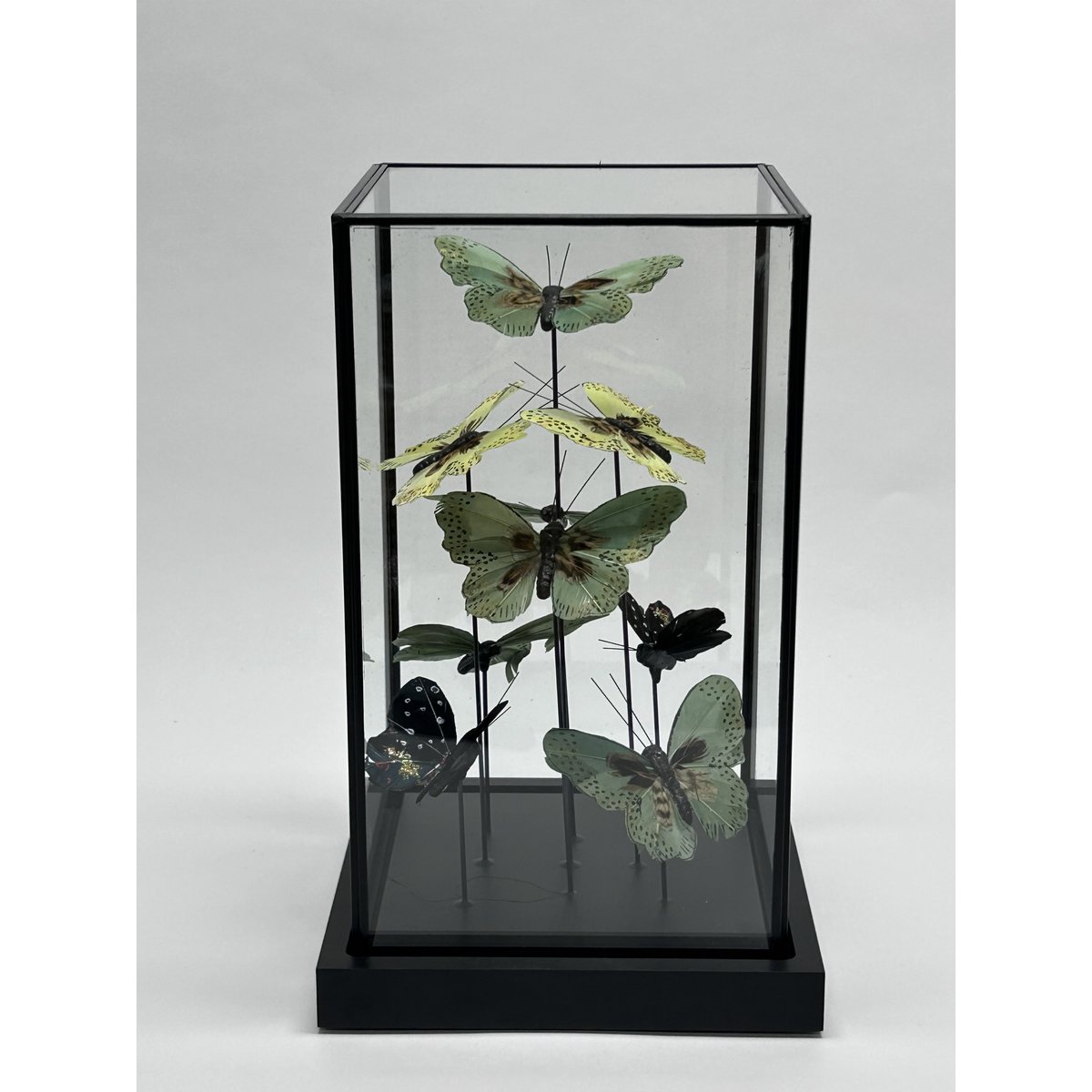 Natuurlijke vlindershow - Expositie