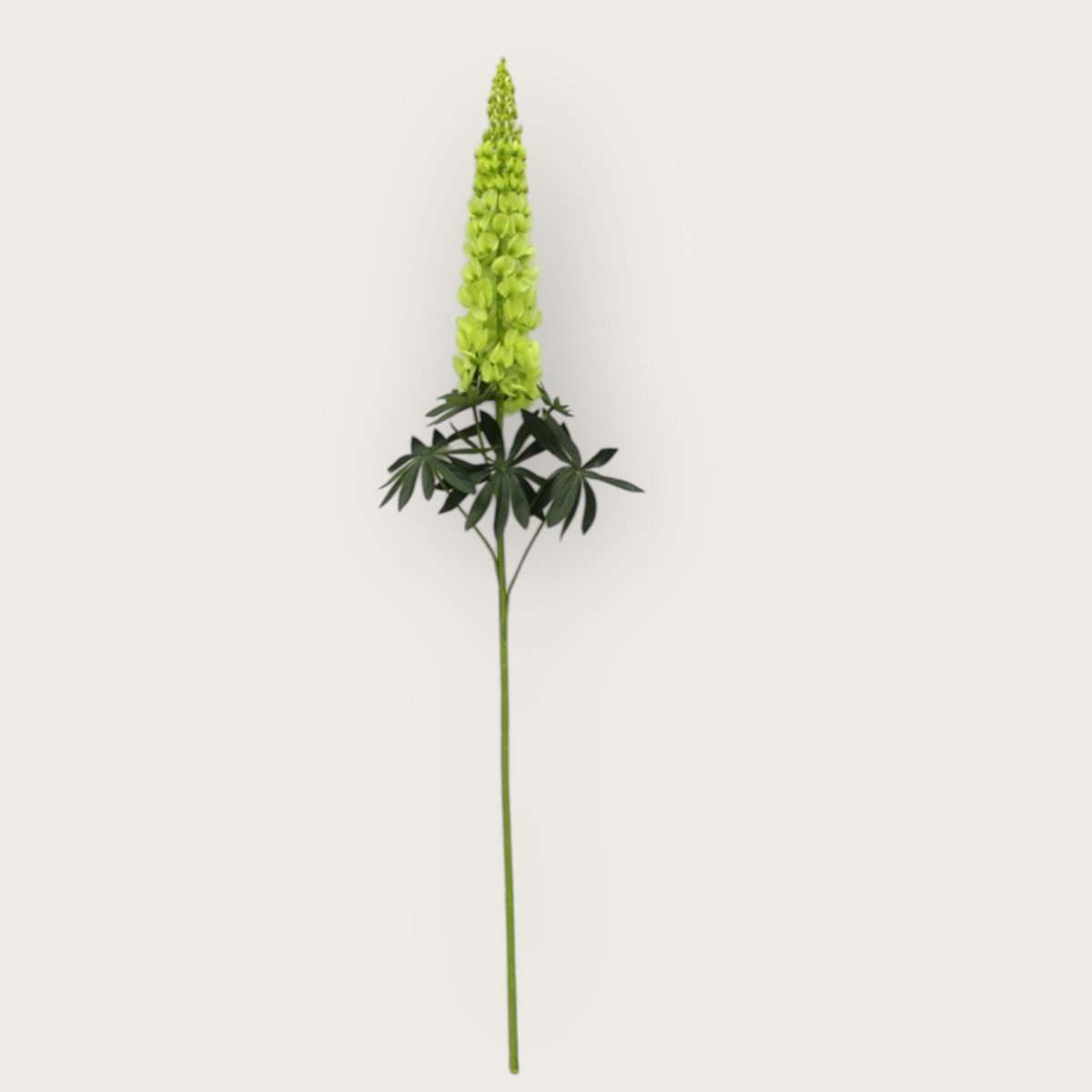 Lupinus Micranthus | Zijden bloem
