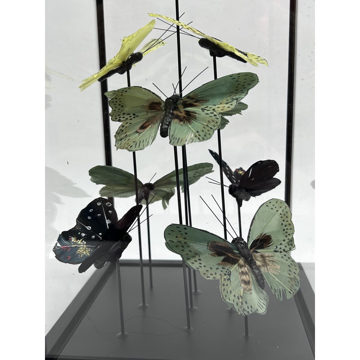 Natuurlijke vlindershow - Expositie