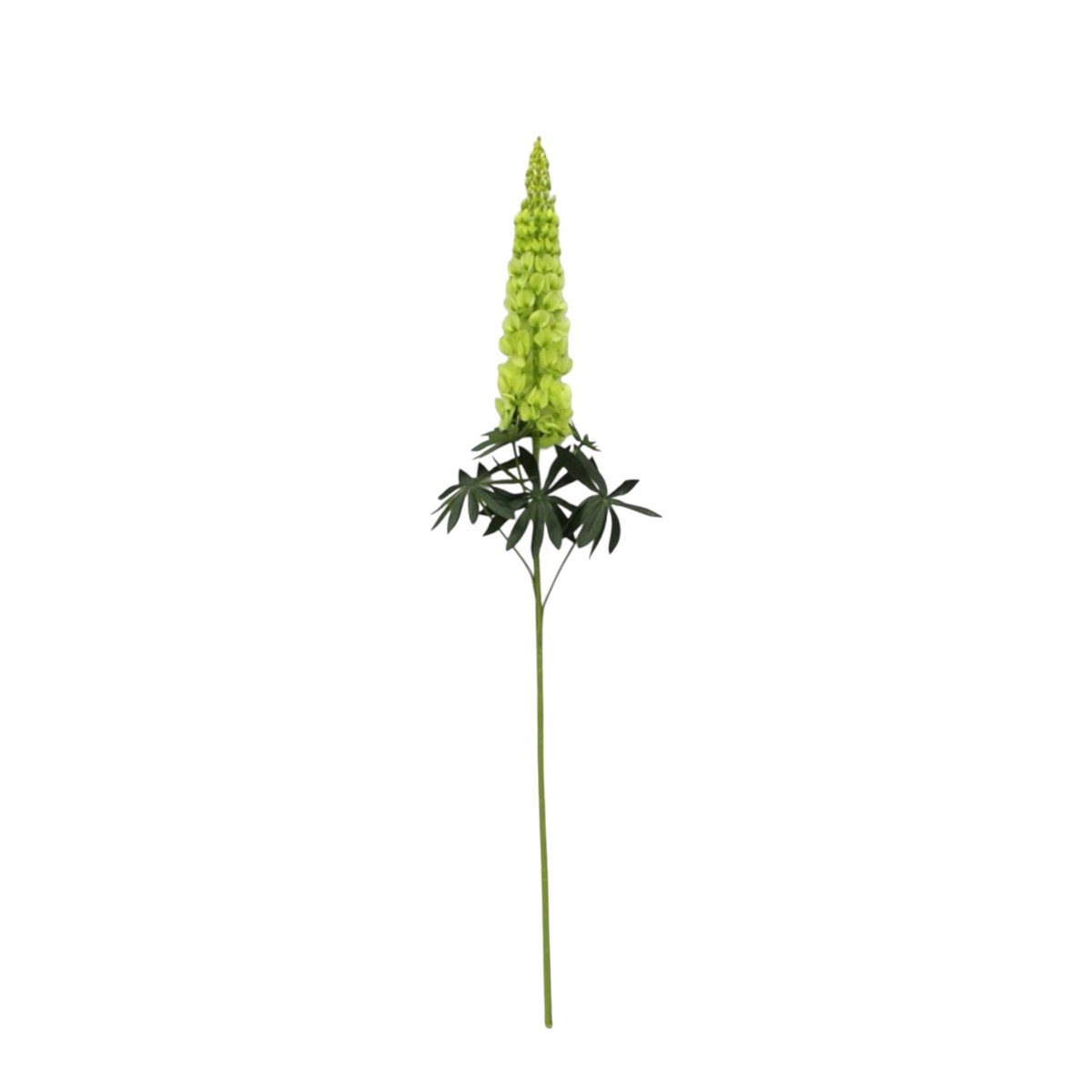Lupinus Micranthus | Zijden bloem